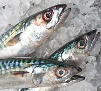 Fresh Mackerel