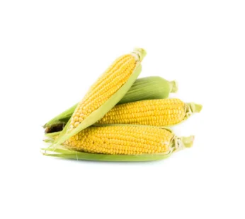 Sweet Corn