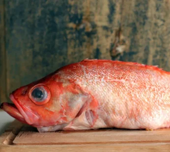 Red Bream Fish