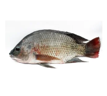 Tilapia