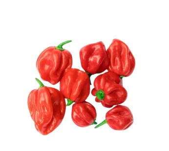 Red Hot Scotch bonnet (Rodo)