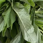 Fresh green leaf (Efo tete)