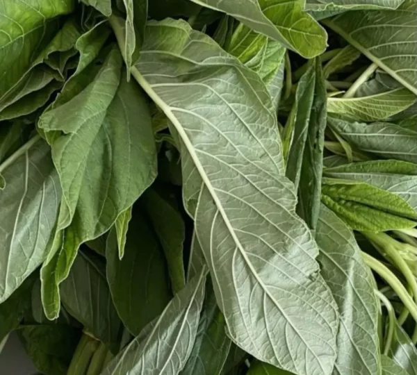 Fresh green leaf (Efo tete)